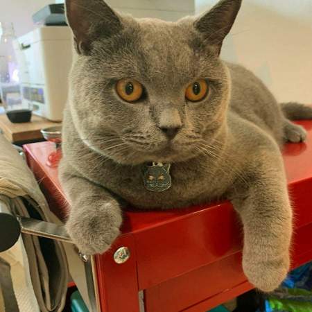 british shorthair nelson.jpg